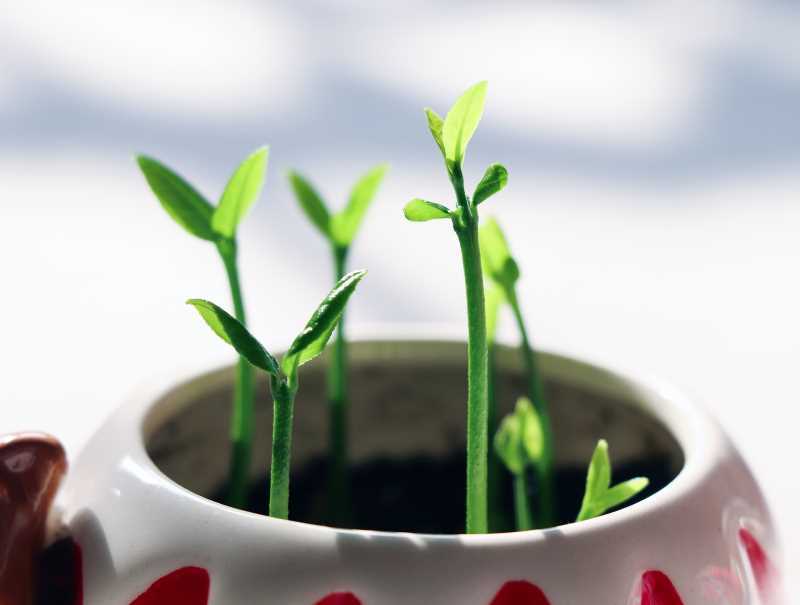 A Place to Grow: How is God calling you to grow in this season of your life?